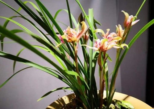 兰花护理方法，适宜环境是关键