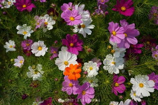 福建省适合种植的花卉品种