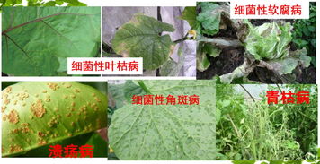 杀菌剂的应用与防治