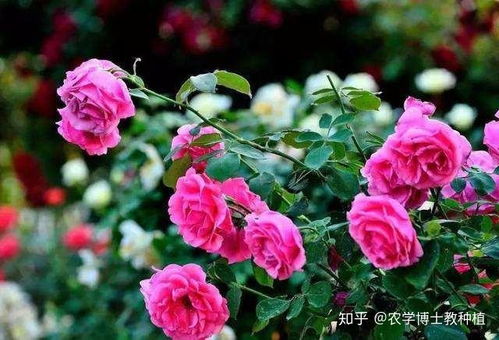 法国香水月季怎么种植？月季花如何绽放出迷人香气