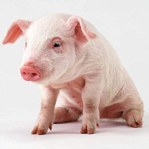 同力饲料引领养殖业繁荣，如何成为卓越伙伴？