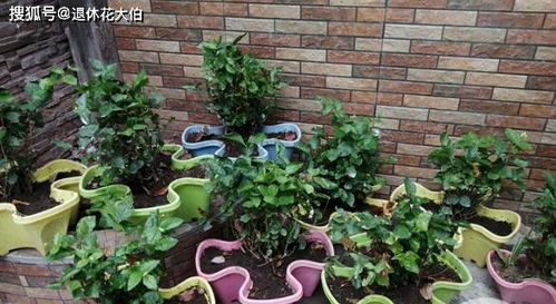 冬天低温盆栽怎么防冻？如何安全度过寒冷季节