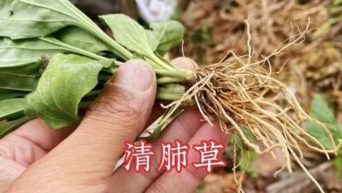 酸浆草功效惊人！这些作用你知道吗