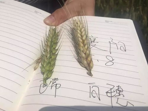 药剂选择：多样化