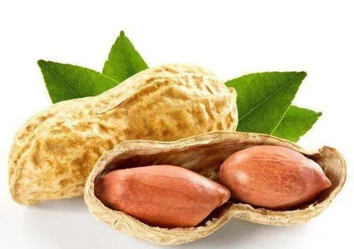 花生最佳种植期在春季3月至5月