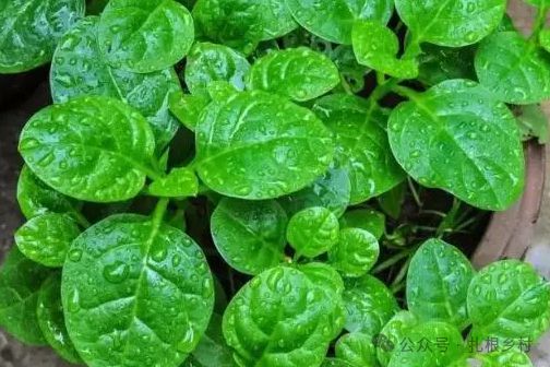 木耳菜病虫害防治技术：如何应对