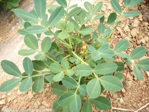 地肥力差， 人工控制是关键