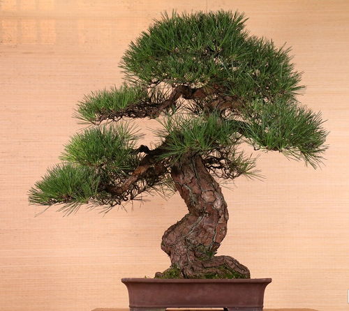 雄浑健硕的盆景松树