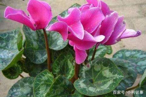 蟹爪莲花冬天如何养殖？适宜温度和光照条件有哪些