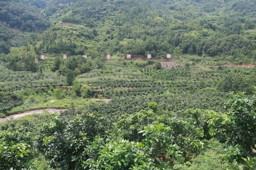 落叶松：四季常青的好伙伴