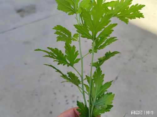 野生沙葱：它是啥级别的保护植物捏？