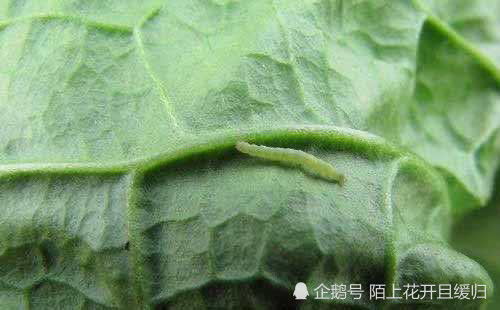 羊踯躅病虫害综合防治策略