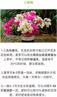 花卉种植：四季的浪漫选择