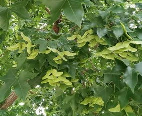 元宝枫种子种植时机