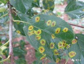 苹果锈病，让人头疼的小麻烦