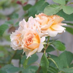 名字的由来：一场跨洋的旅行