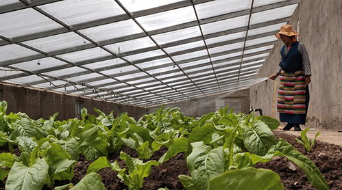 室内空气净化新选择：幸福树与常青藤