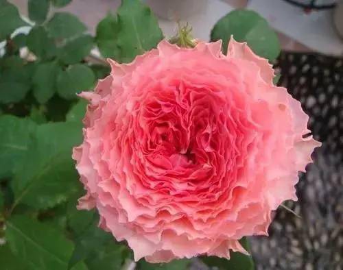 常见的波浪边月季品种