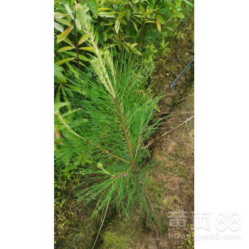 松树苗批发基地，性价比哪家高？