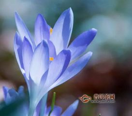 藏红花枸杞菊花茶功效显著？真的能养生保健吗