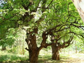 绿意盎然的园林树木景观图片下载