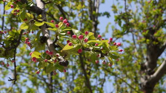 二月花：春风中的使者