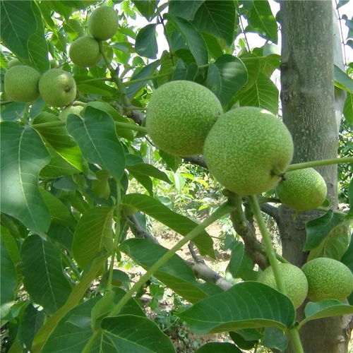核桃种植变绿植养护，打造家居绿意盎然果园