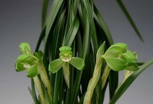 “名贵兰花有哪些品种？珍稀兰科植物图鉴中都有哪些珍品