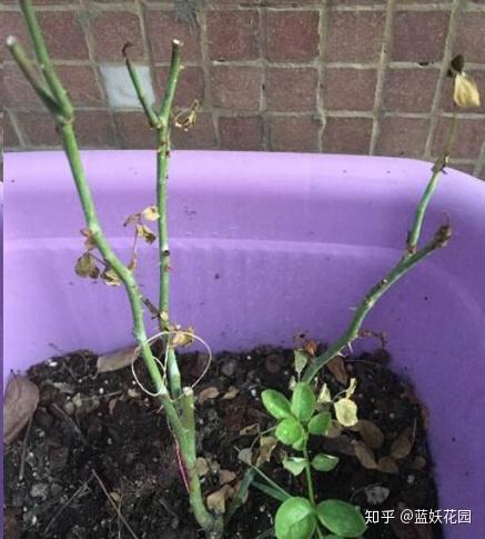 追肥与底肥的区分