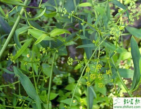 太行山老把式的绝活：