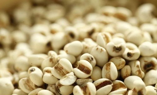 薏米种子蕞佳播种时间揭秘，避开三大误区增产30%