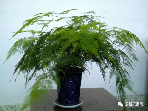 文竹如何养殖？光照和浇水要注意什么