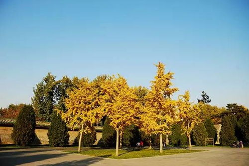 秋天叶变金黄色的树种介绍