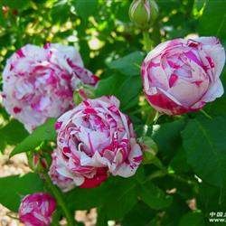 4：抓破美人脸月季