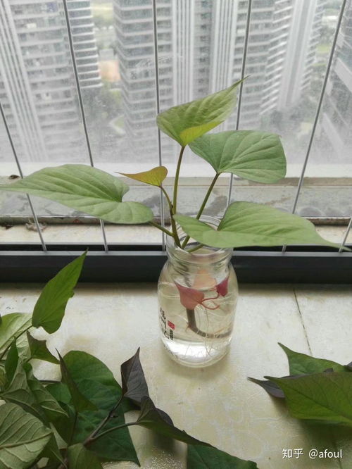 水培植物的多样选择