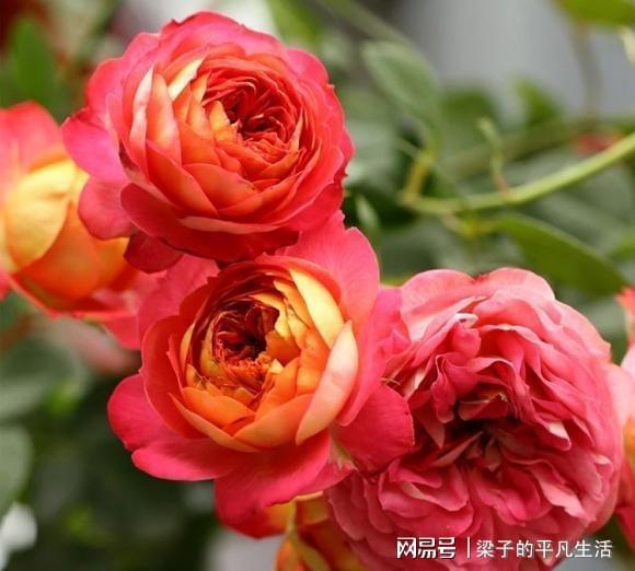 四季月季花如何根据不同季节调整种植技巧