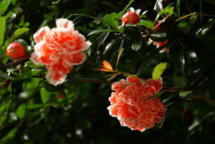 五月石榴红似火， 六月荷花满池塘