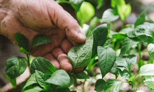 长寿花的小烦恼：腻虫来袭怎么办？