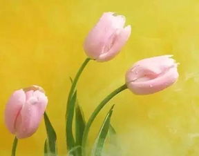 郁金香：别离之花，告别之美