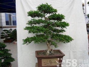 修剪的基本原则