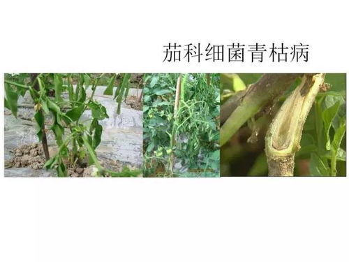 揭秘矛膏菜的病虫害防治秘籍：一招搞定！