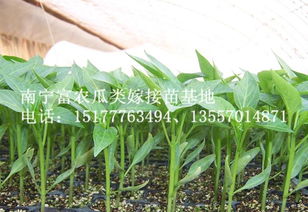 二、揭开覆盖物：让阳光普照