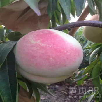 油桃是嫁接的吗？行内人揭秘