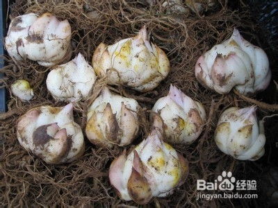 干燥保存， 百合花种球的保护神