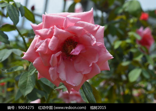 粉扇月季：北方的春天之约