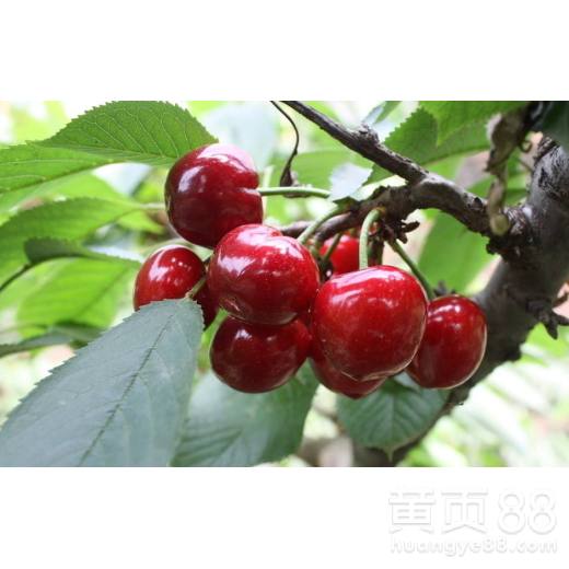 美早樱桃成熟时间及品种特点探讨
