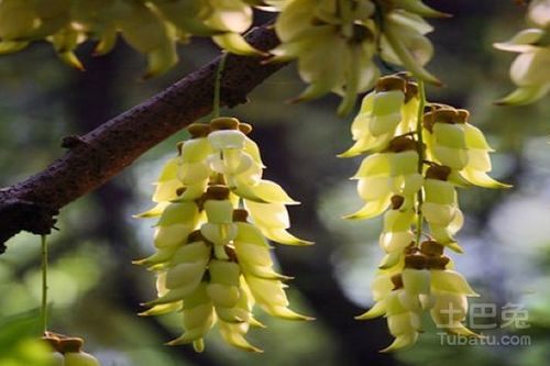 新手福利：外卖盒、 奶茶杯种植法