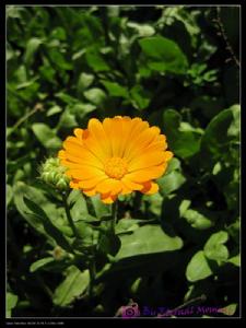 金盏花：黑龙江的“土地金矿”