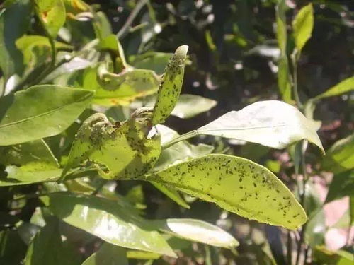 阿维·氯虫苯：该配方是由阿维菌素和氯虫苯甲酰胺复配而成的一种杀虫剂