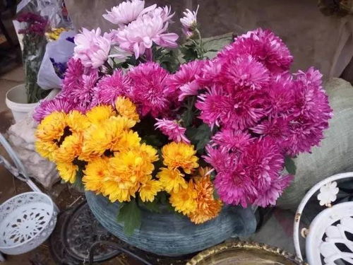 五角枫种子的购买渠道多样化